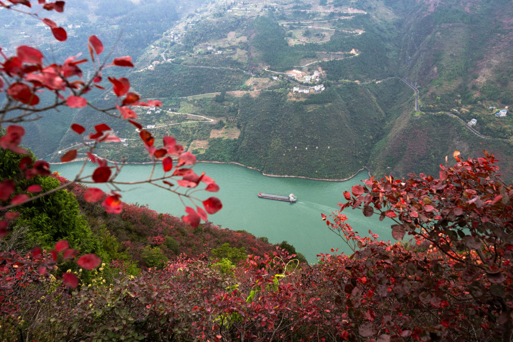 船舶行駛在紅葉掩映下的長江三峽重慶市巫山縣水域（2023年11月30日攝）。新華社記者 肖藝九 攝