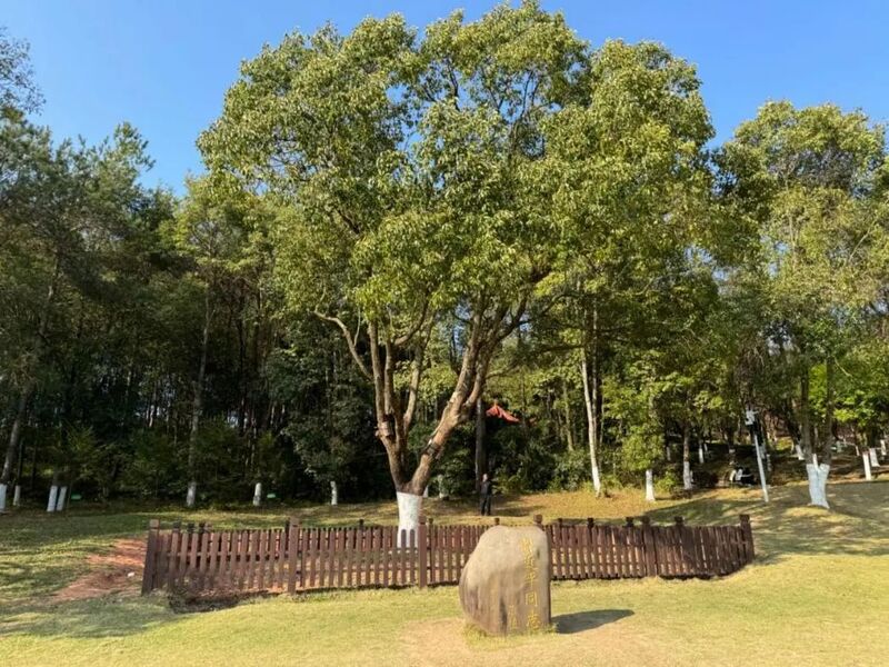 習近平同志為福建省長汀縣水土保持科教園捐種的香樟樹。圖源：學習時報