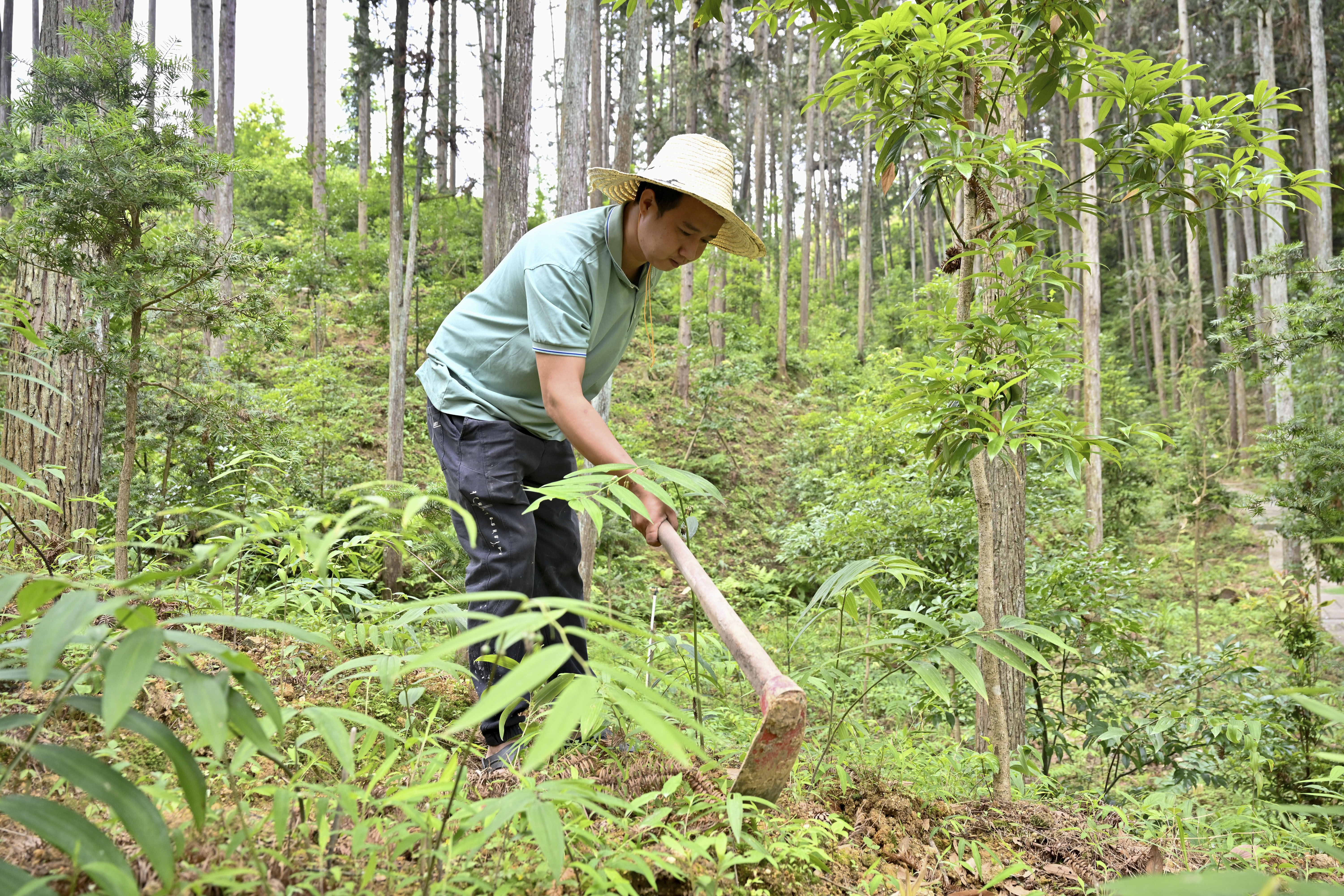 2024年5月9日，福建省三明市馬巖林下經(jīng)濟(jì)種植示范基地工人在管理林下種植的多花黃精。