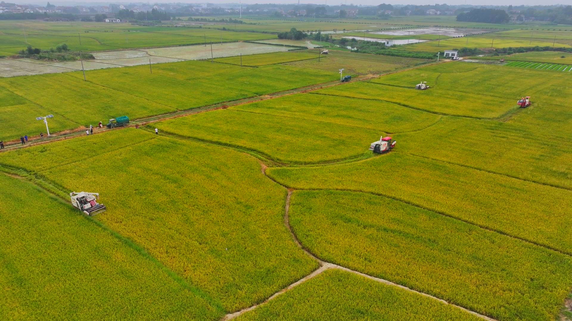 數(shù)臺(tái)收割機(jī)同時(shí)作業(yè)。常德市鼎城區(qū)融媒體中心供圖