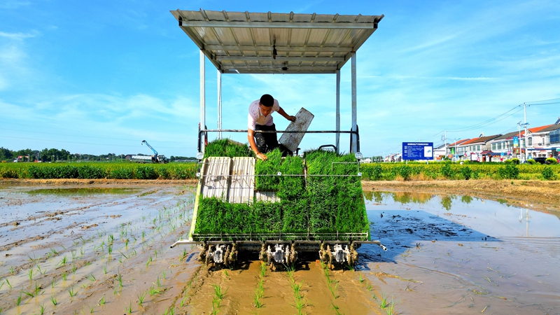 戴宏在無人駕駛的插秧機(jī)上作業(yè)。常德日?qǐng)?bào)社 王明睿 攝