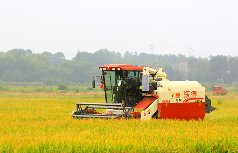 早稻收割忙，農(nóng)機(jī)來助力。常德市鼎城區(qū)融媒體中心供圖