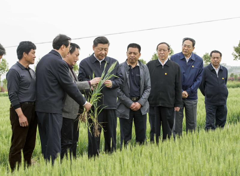 2016年4月25日下午，習(xí)近平在安徽滁州市鳳陽縣小崗村察看小麥長(zhǎng)勢(shì)。左一為種糧大戶程夕兵。新華社記者 李學(xué)仁 攝